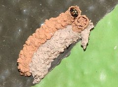 Paraleptomenes miniatus