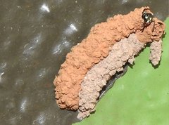 Paraleptomenes miniatus