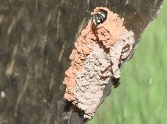 Paraleptomenes miniatus