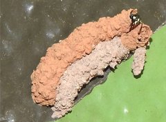 Paraleptomenes miniatus