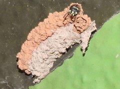 Paraleptomenes miniatus