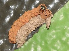 Paraleptomenes miniatus