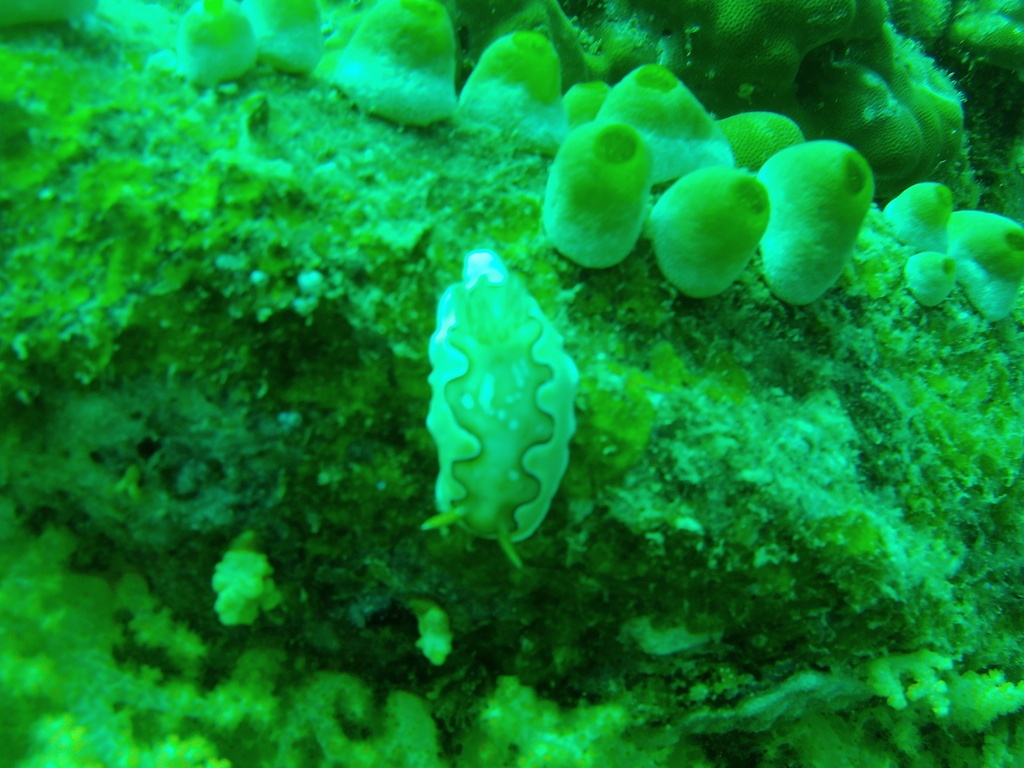 Coi's Goniobranchus