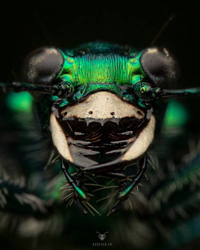 Six-spotted Tiger Beetle, photo 6 of 10