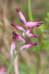 Fumaria muralis muralis