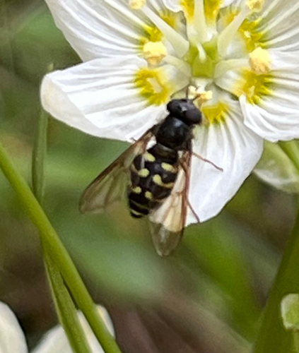 Confusing Conifer Fly photo 2