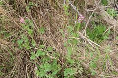 Fumaria muralis muralis