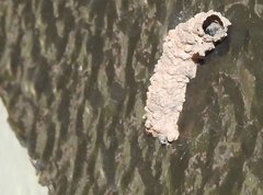 Paraleptomenes miniatus