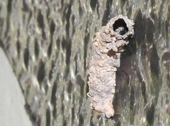 Paraleptomenes miniatus