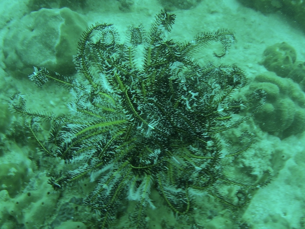 Bottlebrush Feather Star
