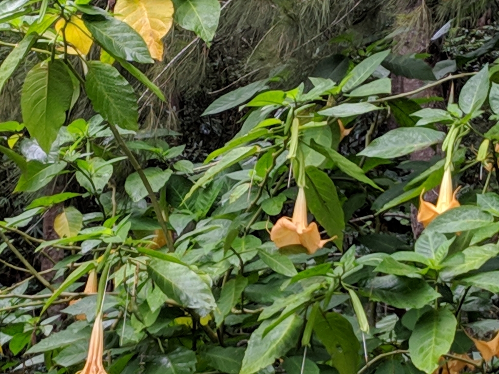 Brugmansia aurea, Salazie, RE-BN, Réunion, RE