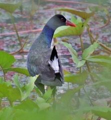 Porphyrio alleni
