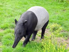 Tapirus indicus