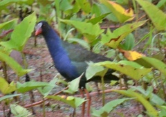 Porphyrio alleni