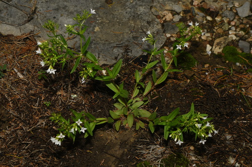 Canadian Summer Bluet (Houstonia canadensis)