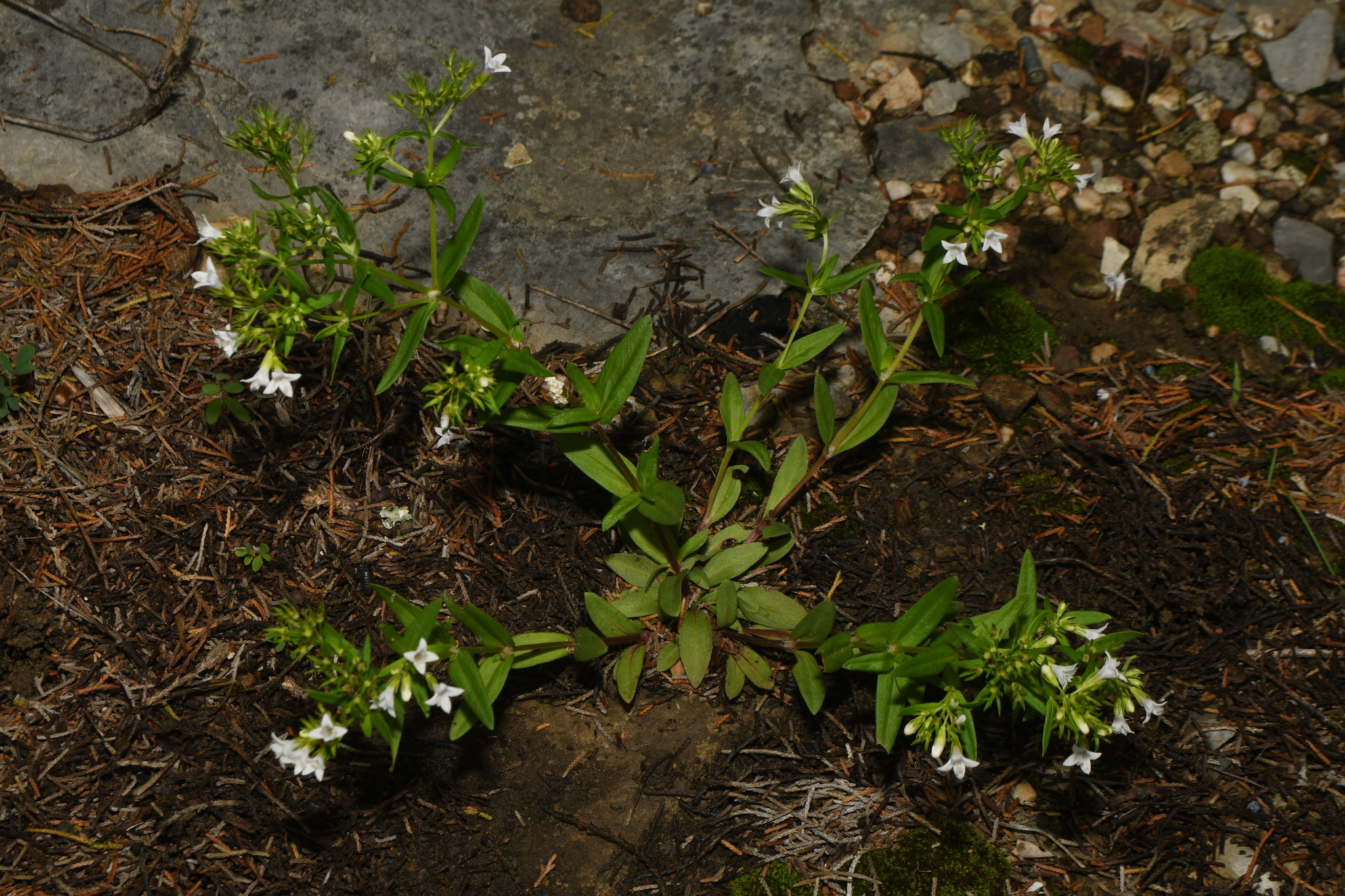 Canadian Summer Bluet (Houstonia canadensis)
