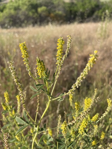 iNaturalist observation photo of small melilot
