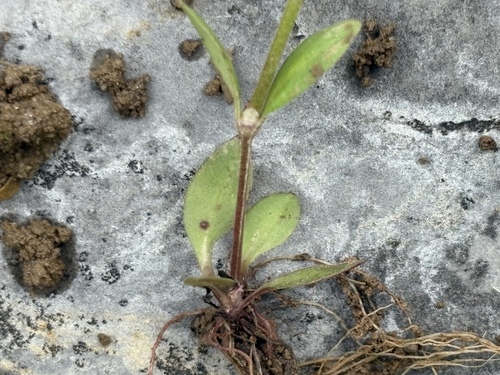 Houstonia canadensis, photograph 6