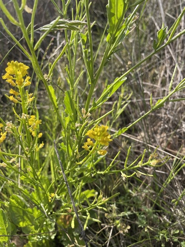 iNaturalist observation photo of land cress
