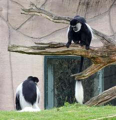 Colobus