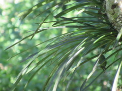 Cymbidium