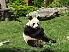 Ailuropoda melanoleuca