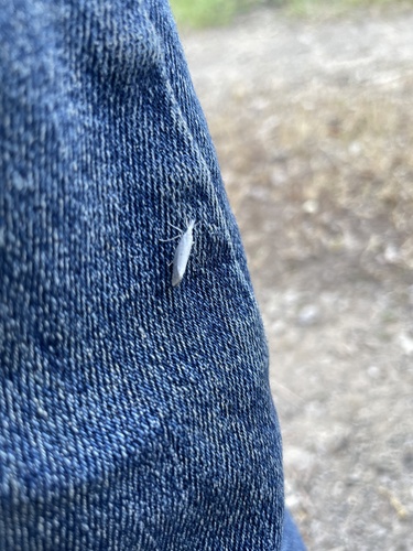 iNaturalist observation photo of Speckled Honeysuckle Moth
