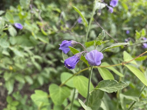 iNaturalist observation photo of bluewitch nightshade