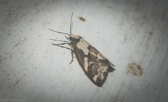 Philenora chionastis