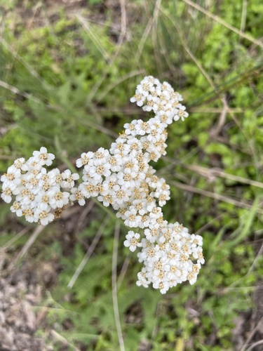 iNaturalist observation photo of common yarrow