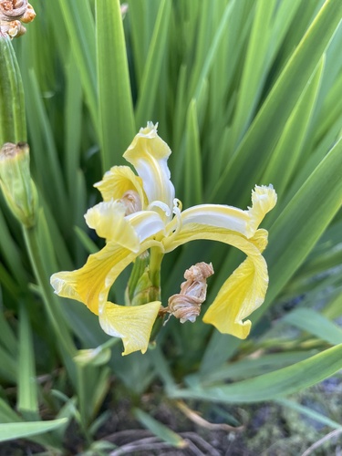 iNaturalist observation photo of Yellow Iris