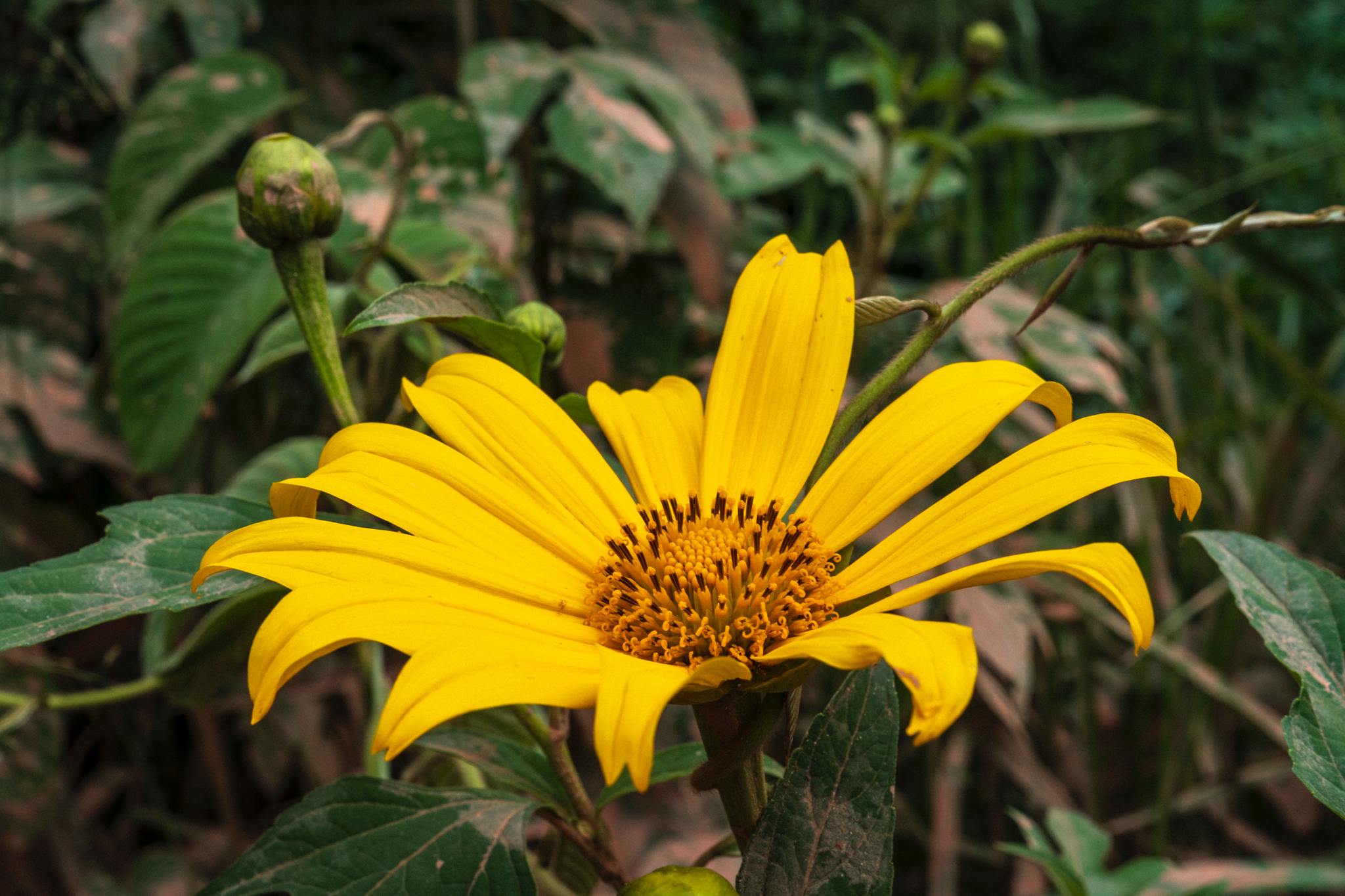 Tithonia diversifolia