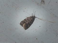 Barea codrella