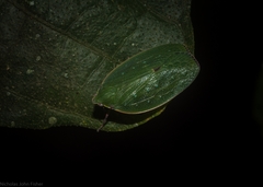 Anabunda murrayfletcheri