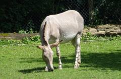 Equus africanus somaliensis