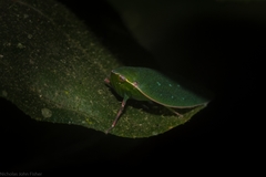 Anabunda murrayfletcheri