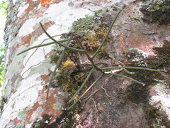 Luisia javanica
