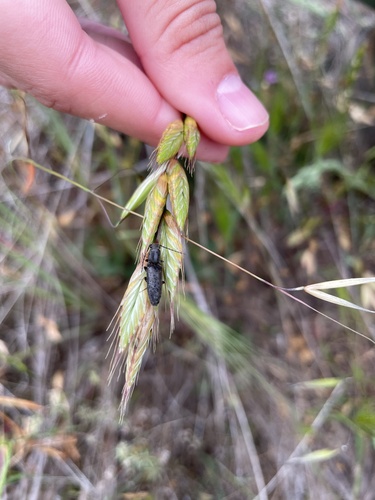 iNaturalist observation photo of Click Beetles