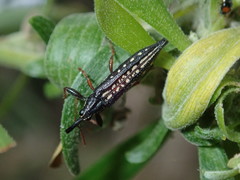 Rhinotia lineata