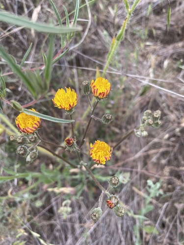 iNaturalist observation photo of Beaked Hawksbeard