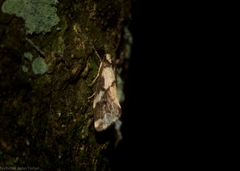 Philenora chionastis