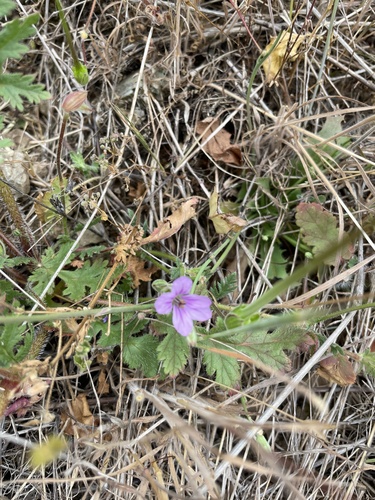 iNaturalist observation photo of Mediterranean Stork's-bill