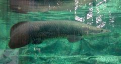 Arapaima gigas