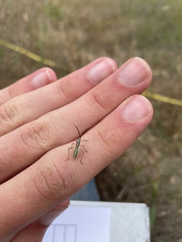 iNaturalist observation photo of Leptopterna ferrugata