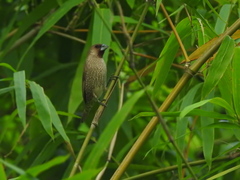 Lonchura punctulata