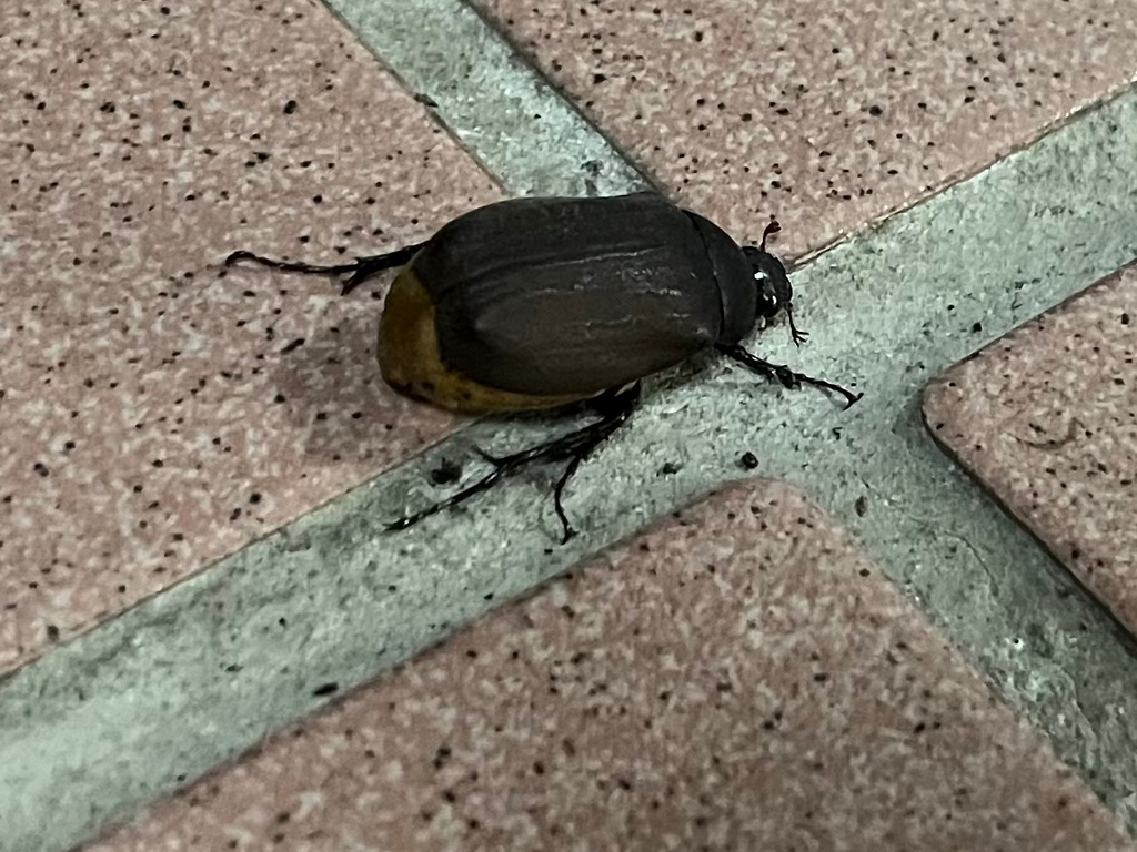 Holotrichia lata