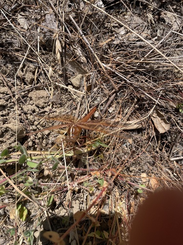 iNaturalist observation photo of Flame Skimmer