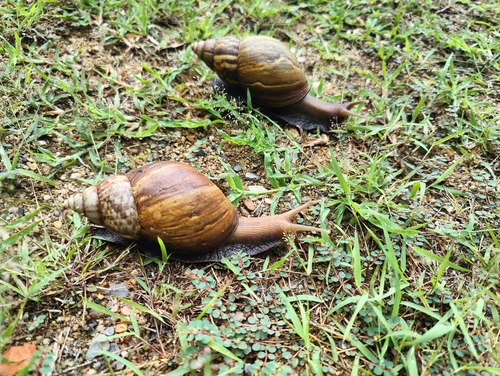 African Giant Snail