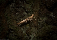 Pyroderces anaclastis