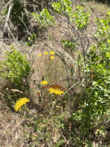 iNaturalist observation photo of Chalcedon Checkerspot